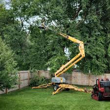 Tree Removal Services